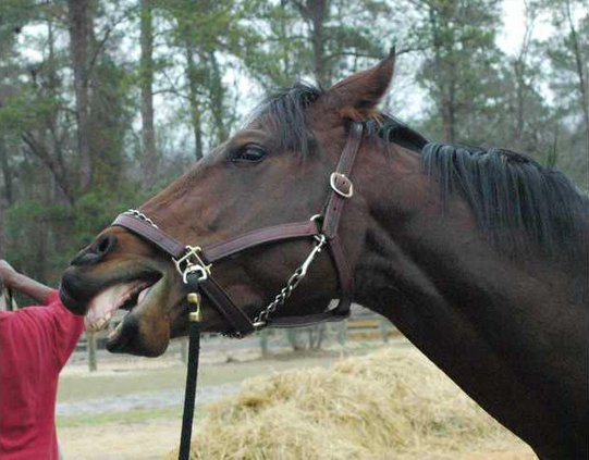 Laughing at Lucky