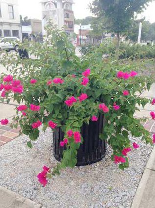 Planter Web