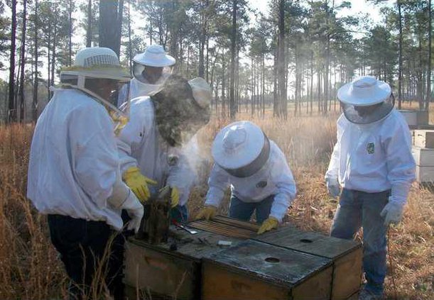 bee1.JPG