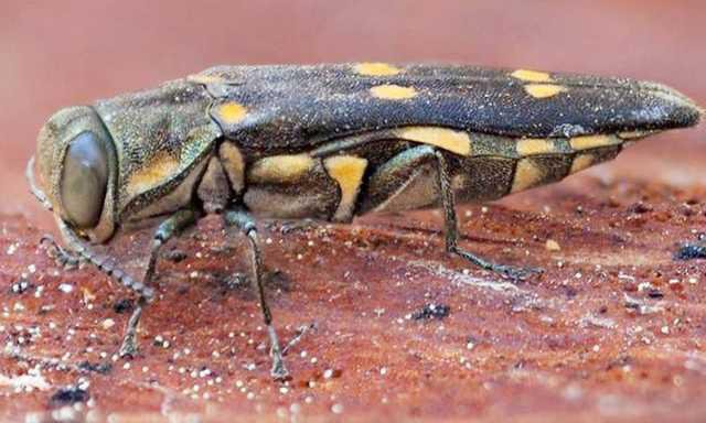 Goldspotted Oak Borer