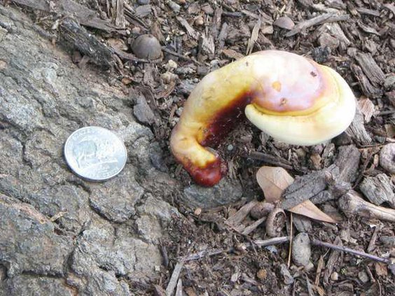 Ganoderma Conk