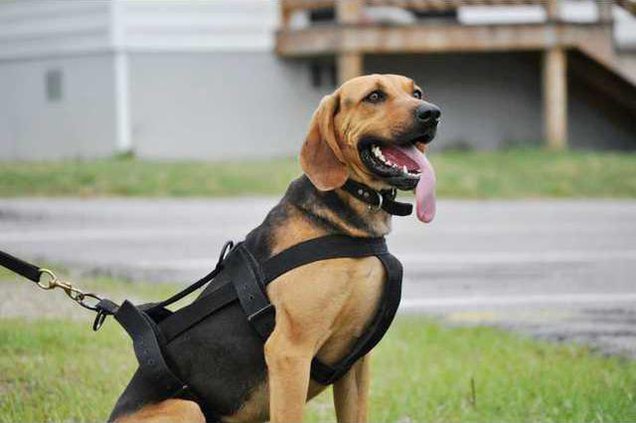 KCSO Bloodhound