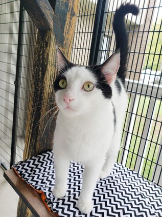 Bandit the Cat