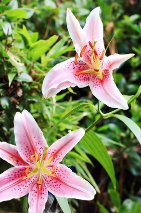 Lillies 1