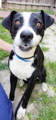 Feddy the dog