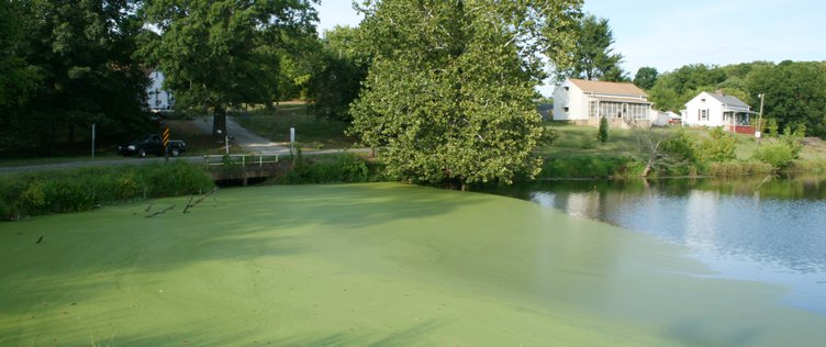 Algae Bloom